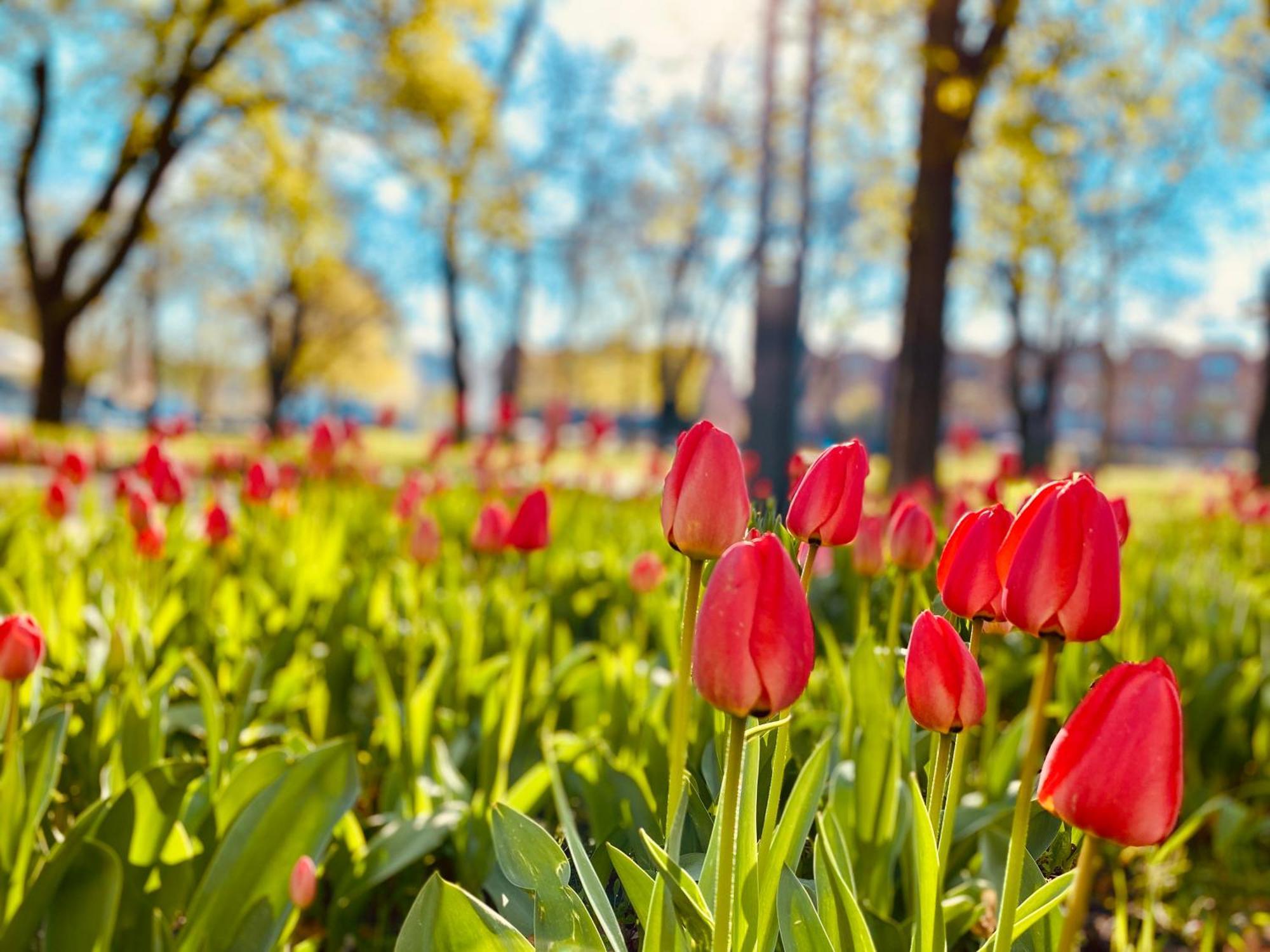 Schoene Aussichten Mitten In Berlin - Il Sole Kültér fotó