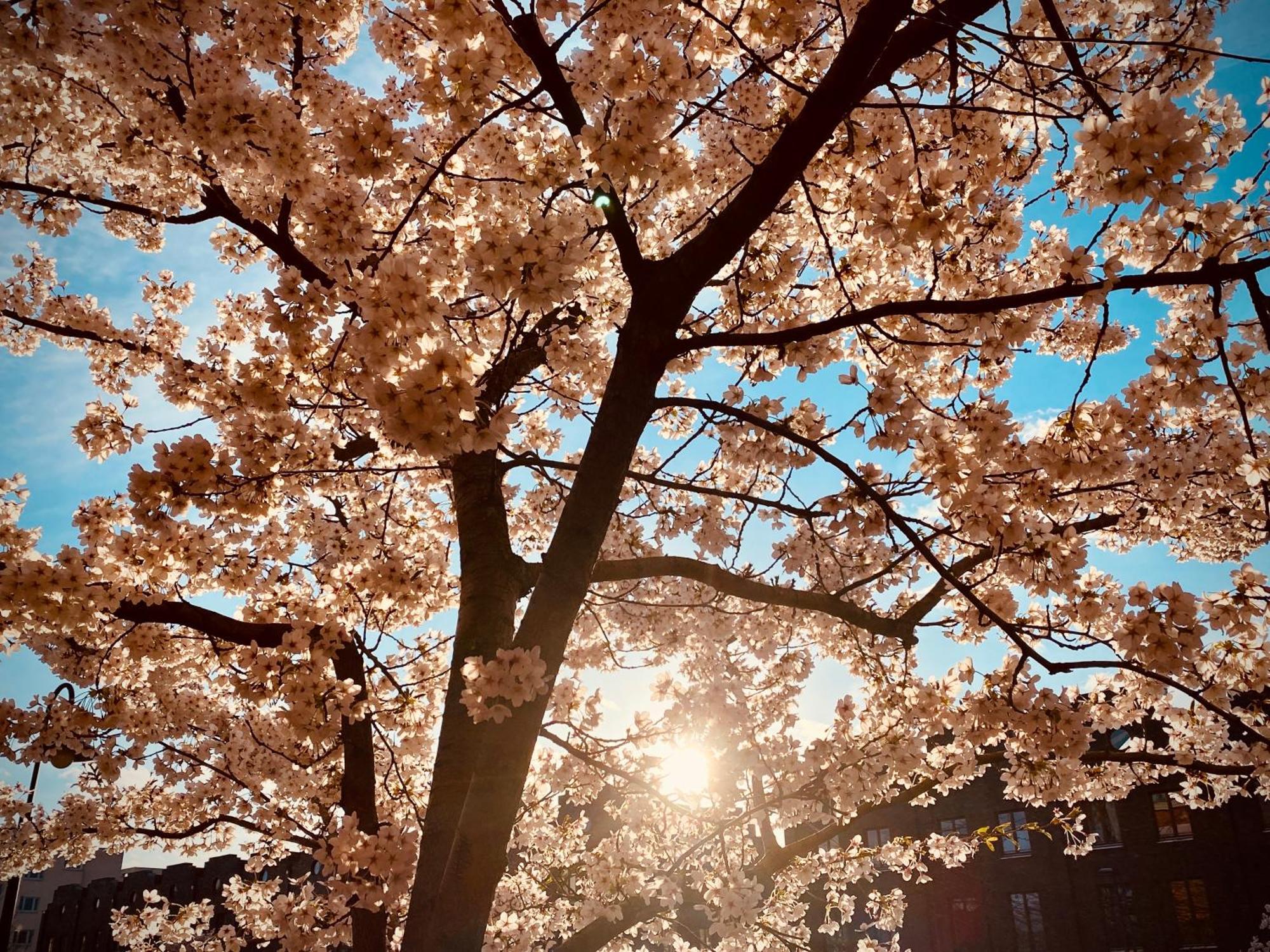 Schoene Aussichten Mitten In Berlin - Il Sole Kültér fotó